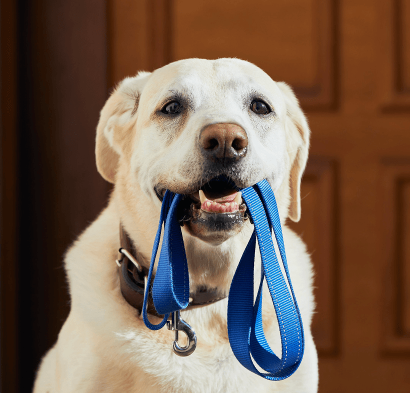 Do Dogs Exist That Don’t Like Walks?