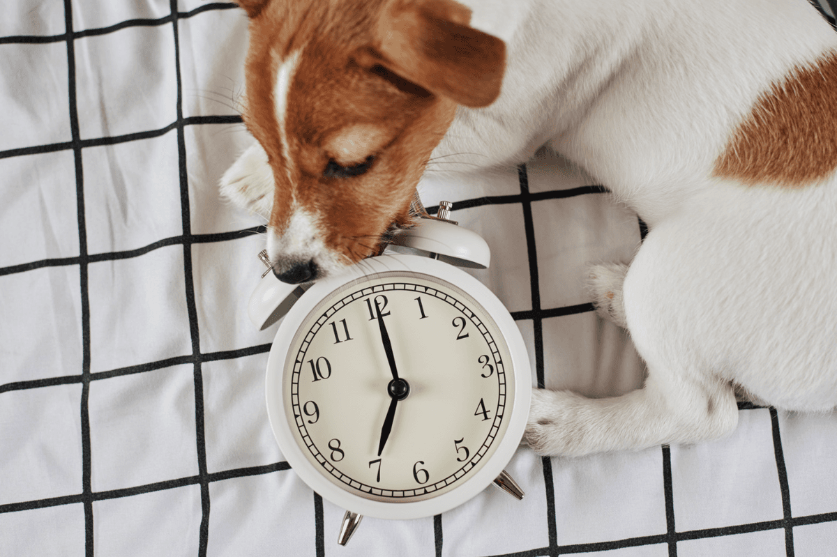 Pregnant dog resting on blanket