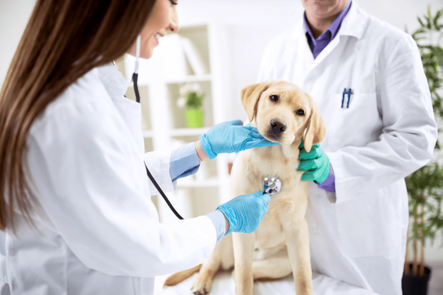 Veterinary Care