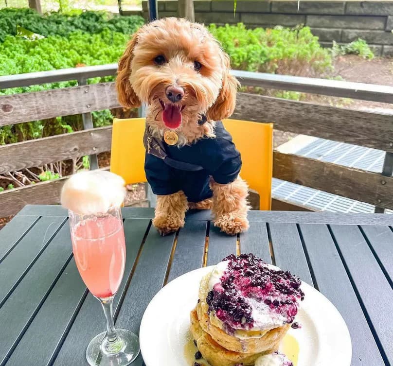Dog on patio at Mildred’s Temple Kitchen