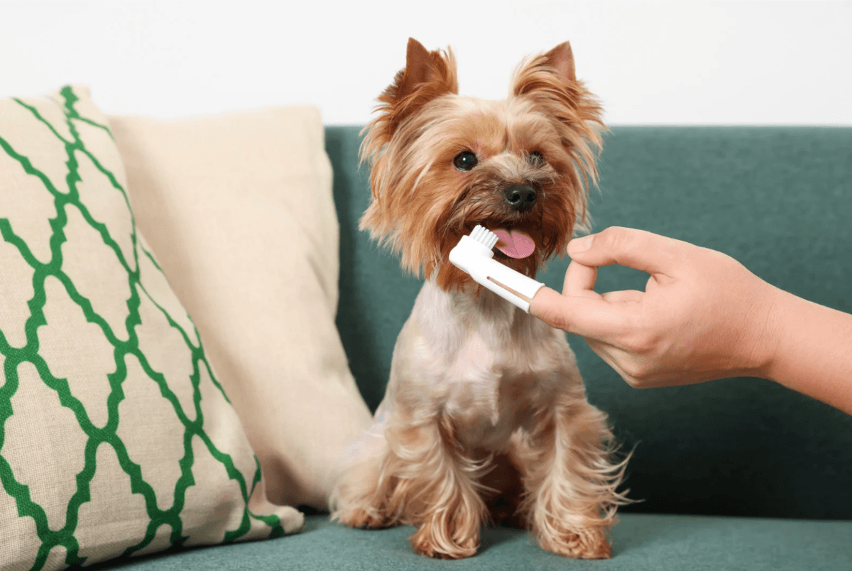 Puppy teething and oral care