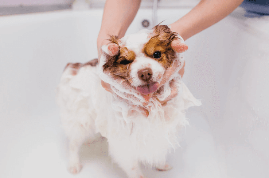 Puppy hygiene grooming