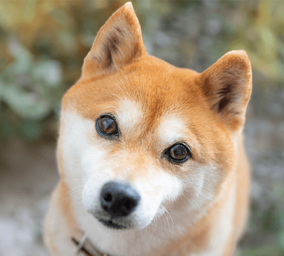 Erect ear dog example