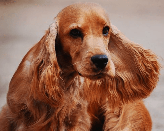 Floppy ear dog example