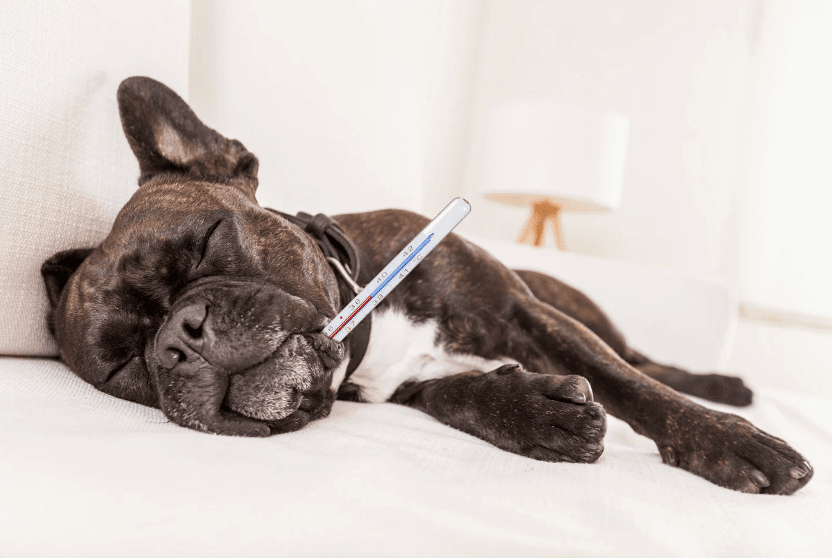 Dog at a veterinary checkup