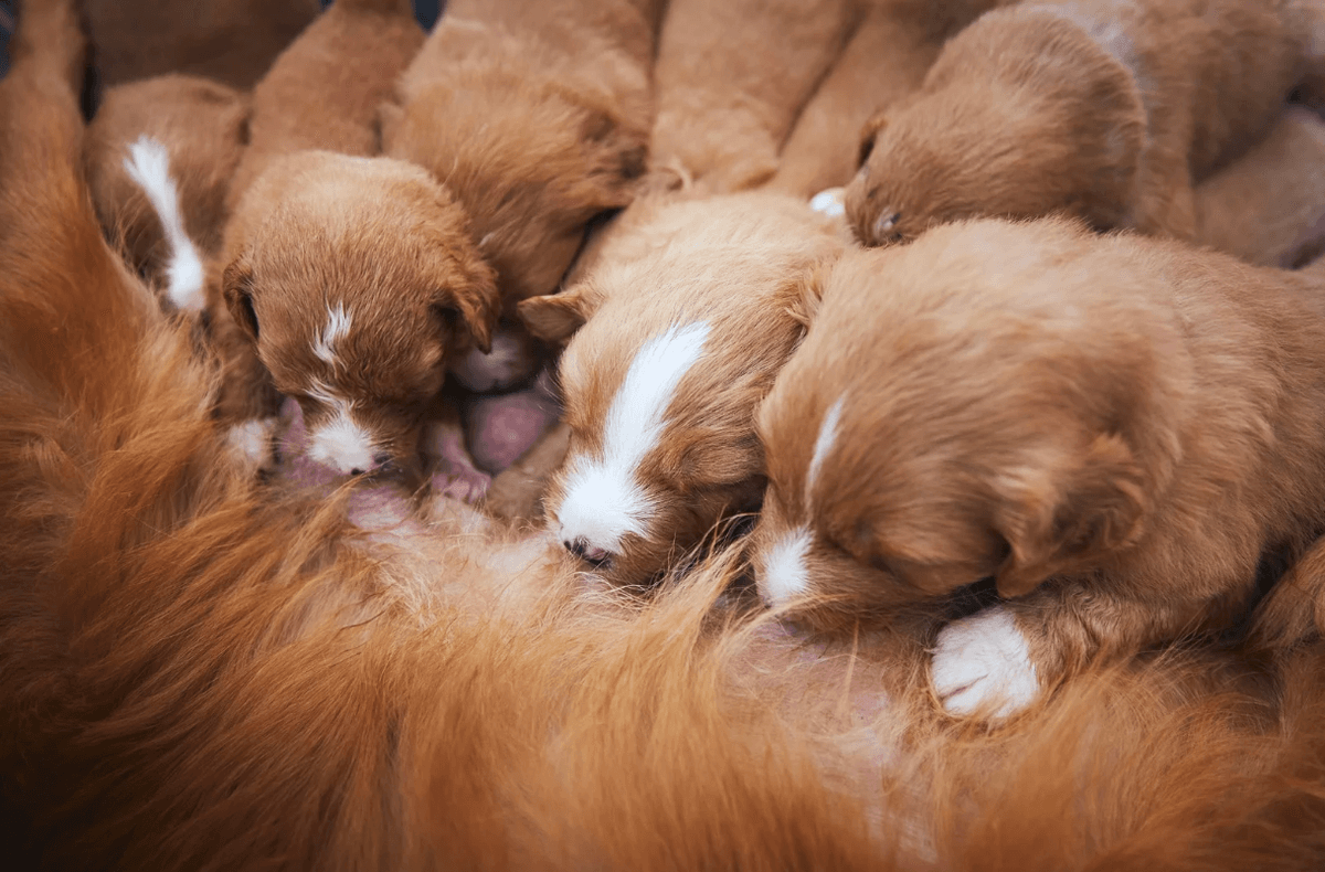 Newborn puppies in their first week