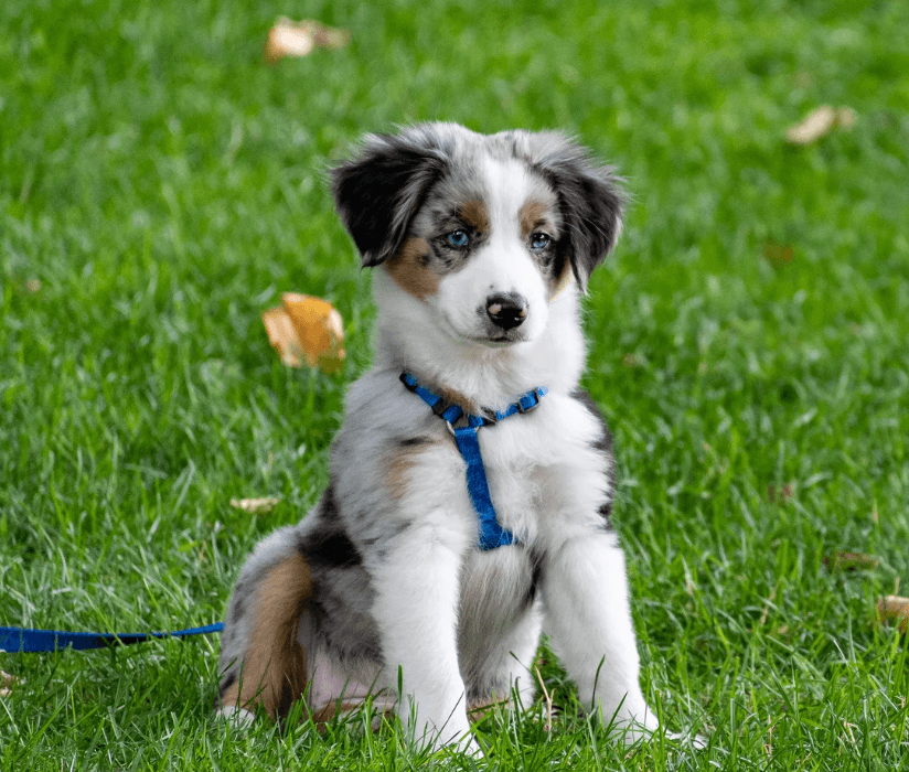 Puppy training on a leash
