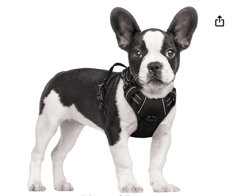 Rabbitgoo No-Pull Dog Harness