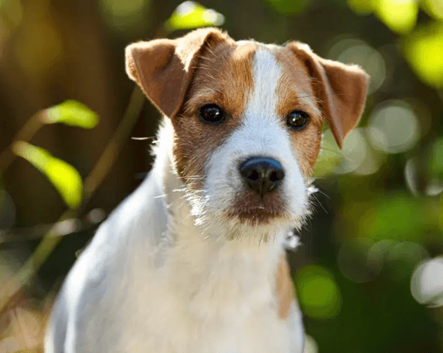 Semi-floppy ear dog example