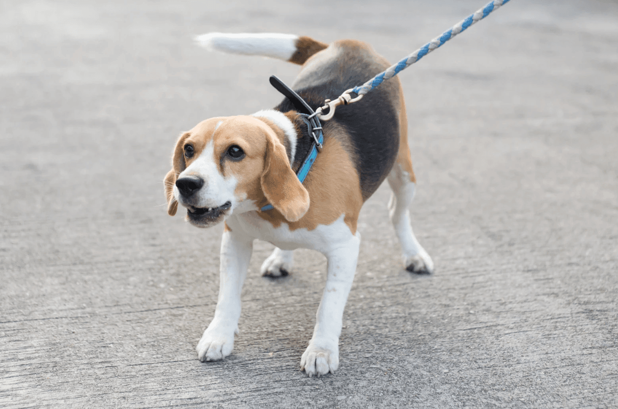 Anxious dog outdoors