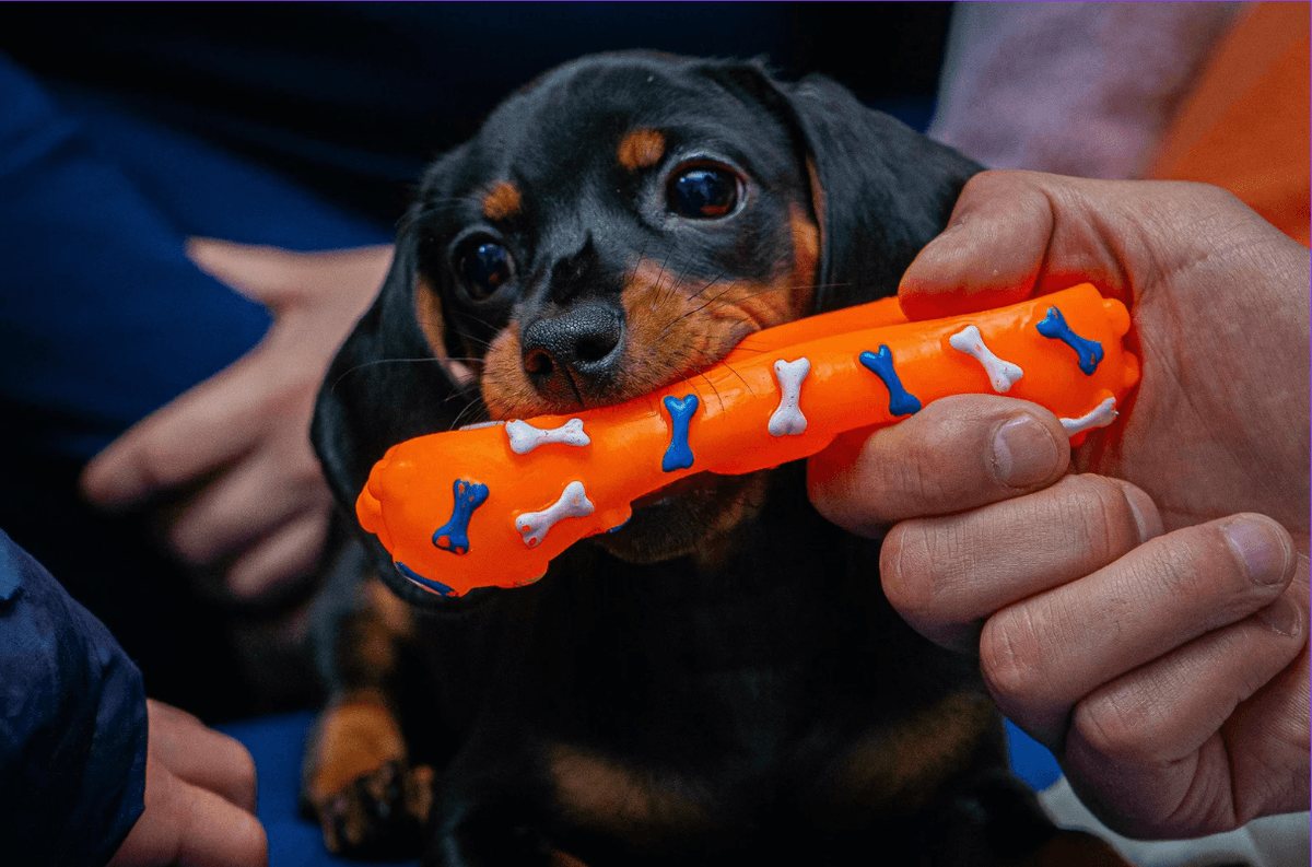 Puppy teething with toy
