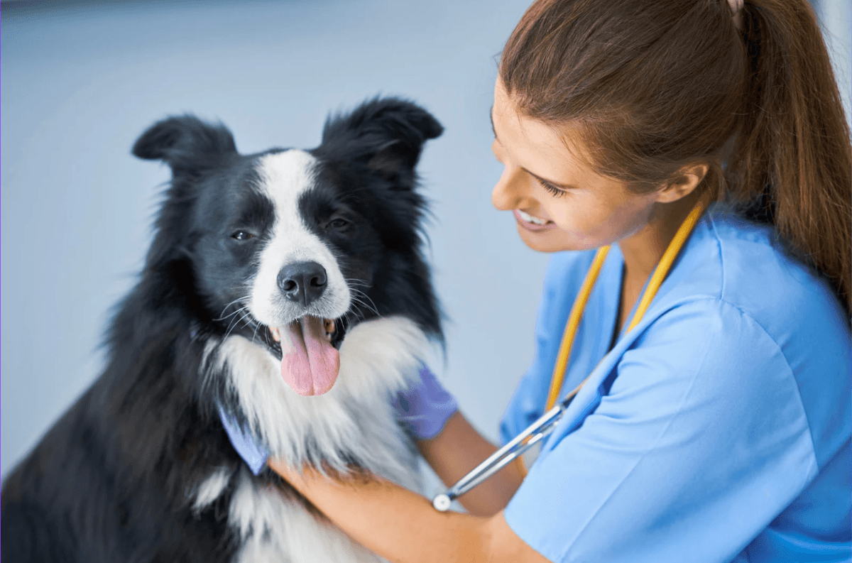 Puppy vaccination and antibody testing