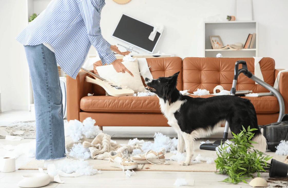 Adolescent puppy behavior and training