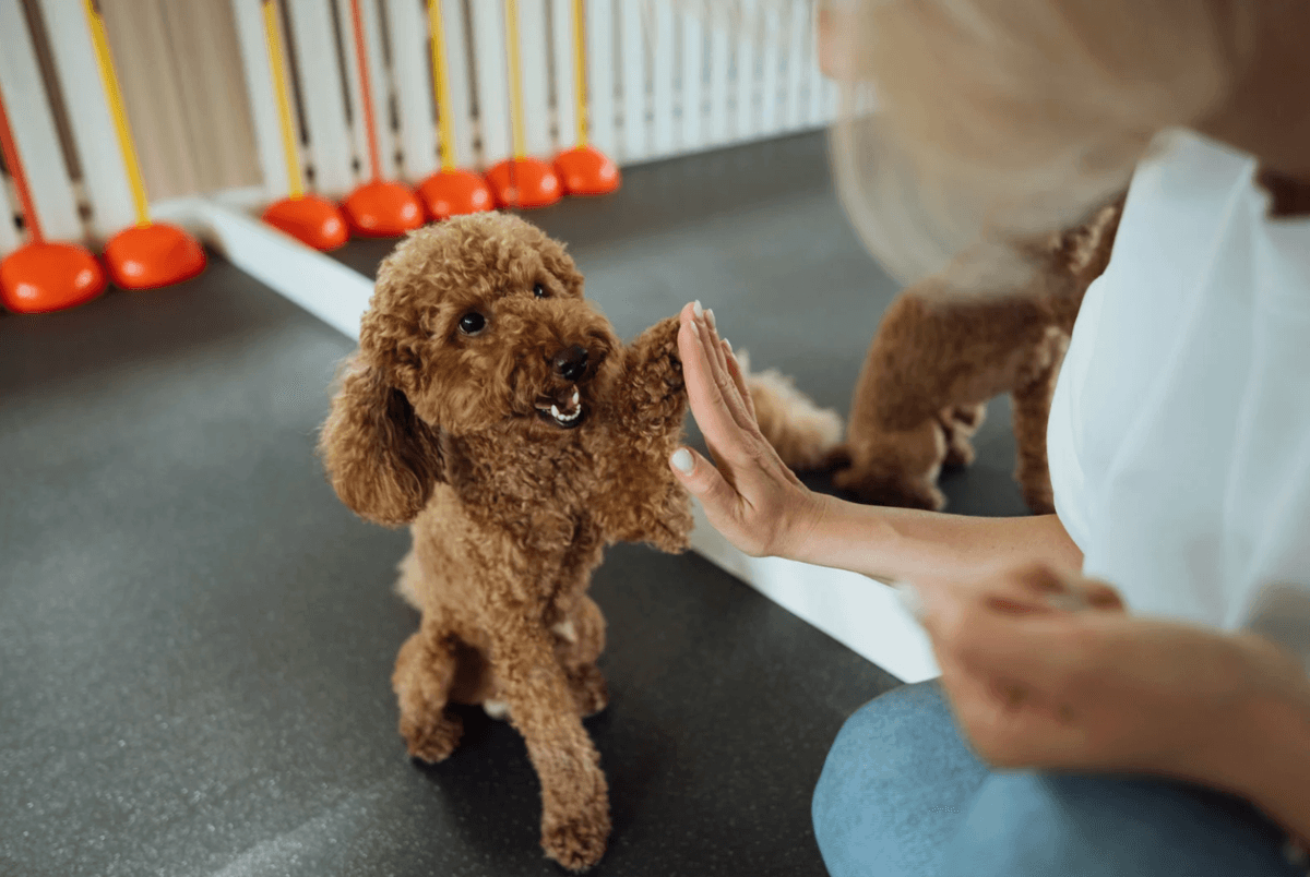 Puppy training during adolescence