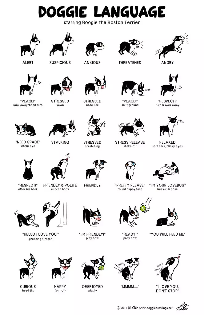 Dog showing calming body language example