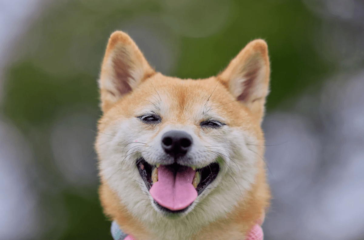 Puppy showing calming signals