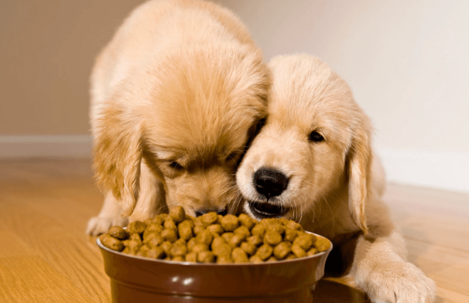 Growing puppy feeding time
