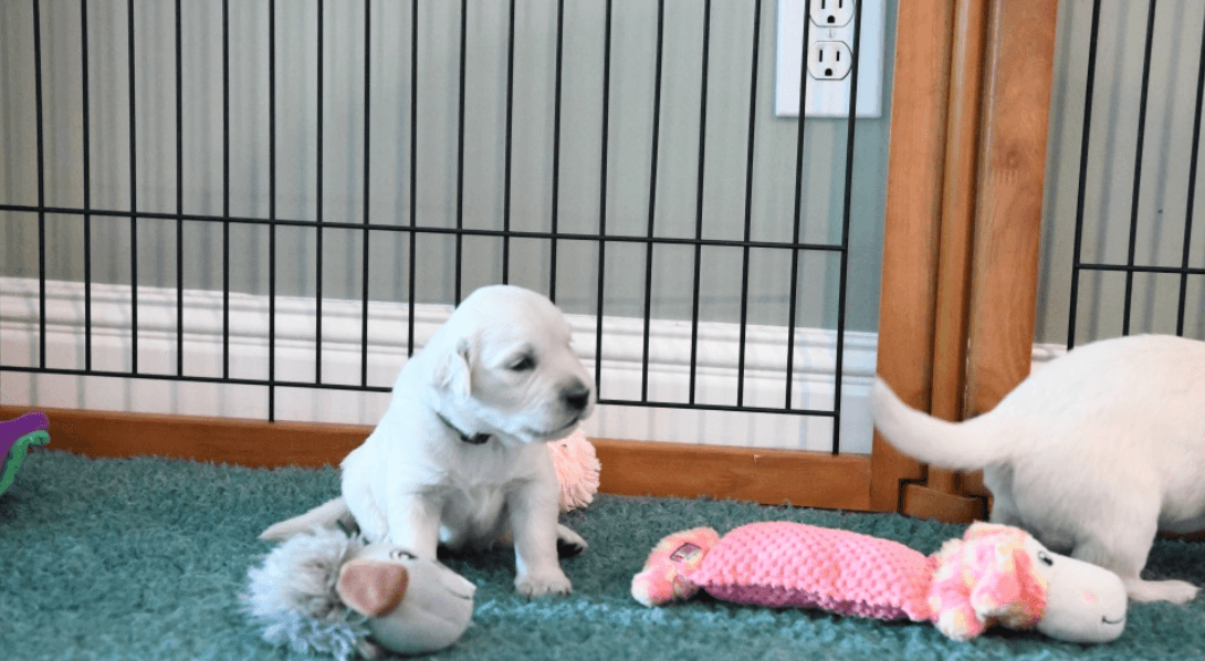 Week 3 puppies development