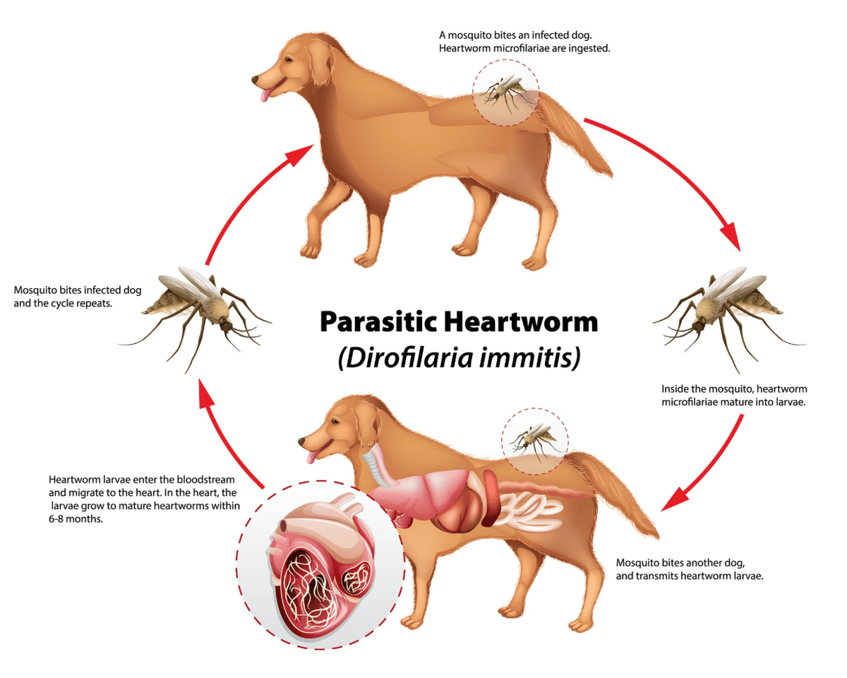 Healthy puppy protected from parasites