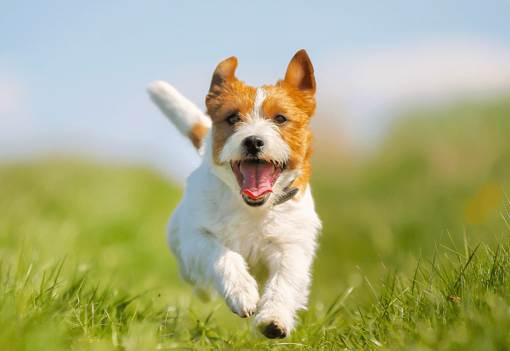 Healthy puppy enjoying balanced treats