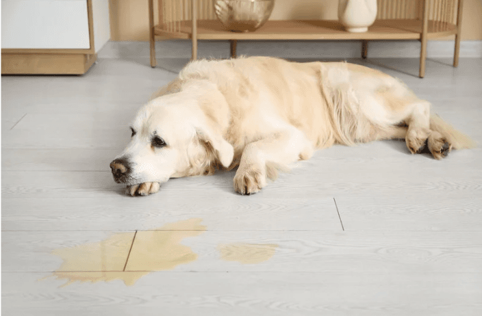 Puppy showing marking behaviour