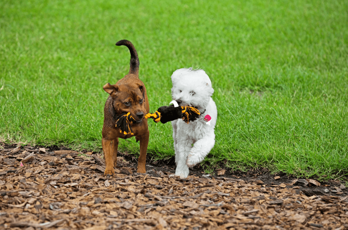 Puppy socializing happily outdoors