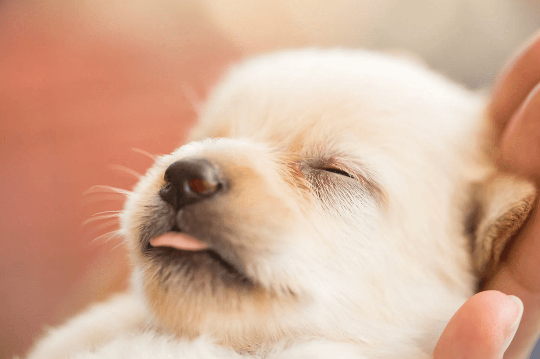 Four week old puppies
