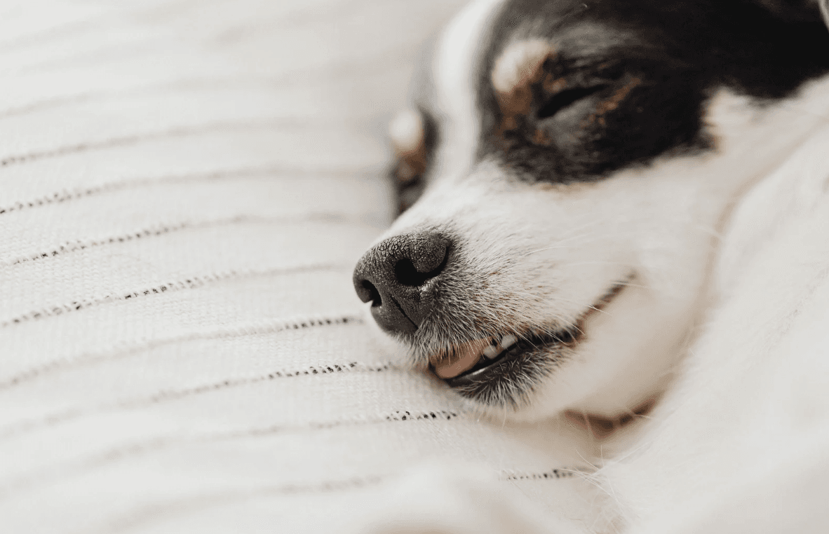 Sleeping puppy peacefully