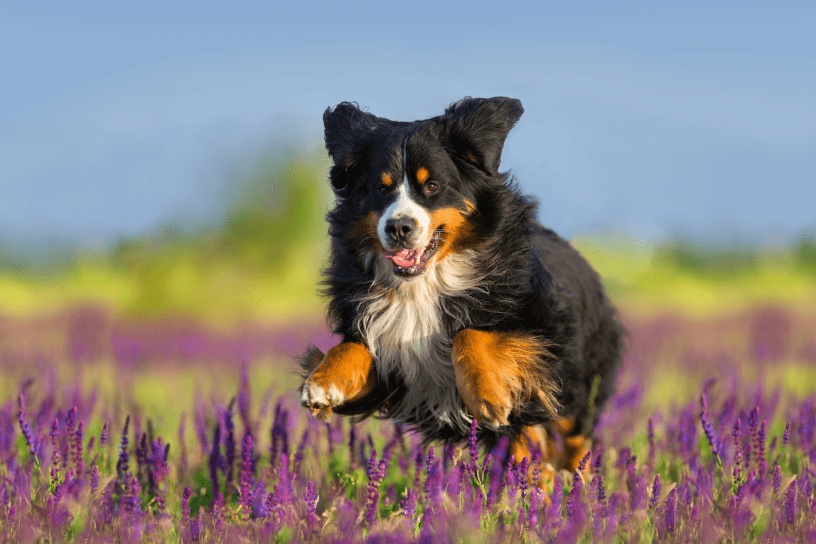Energetic puppy running outdoors
