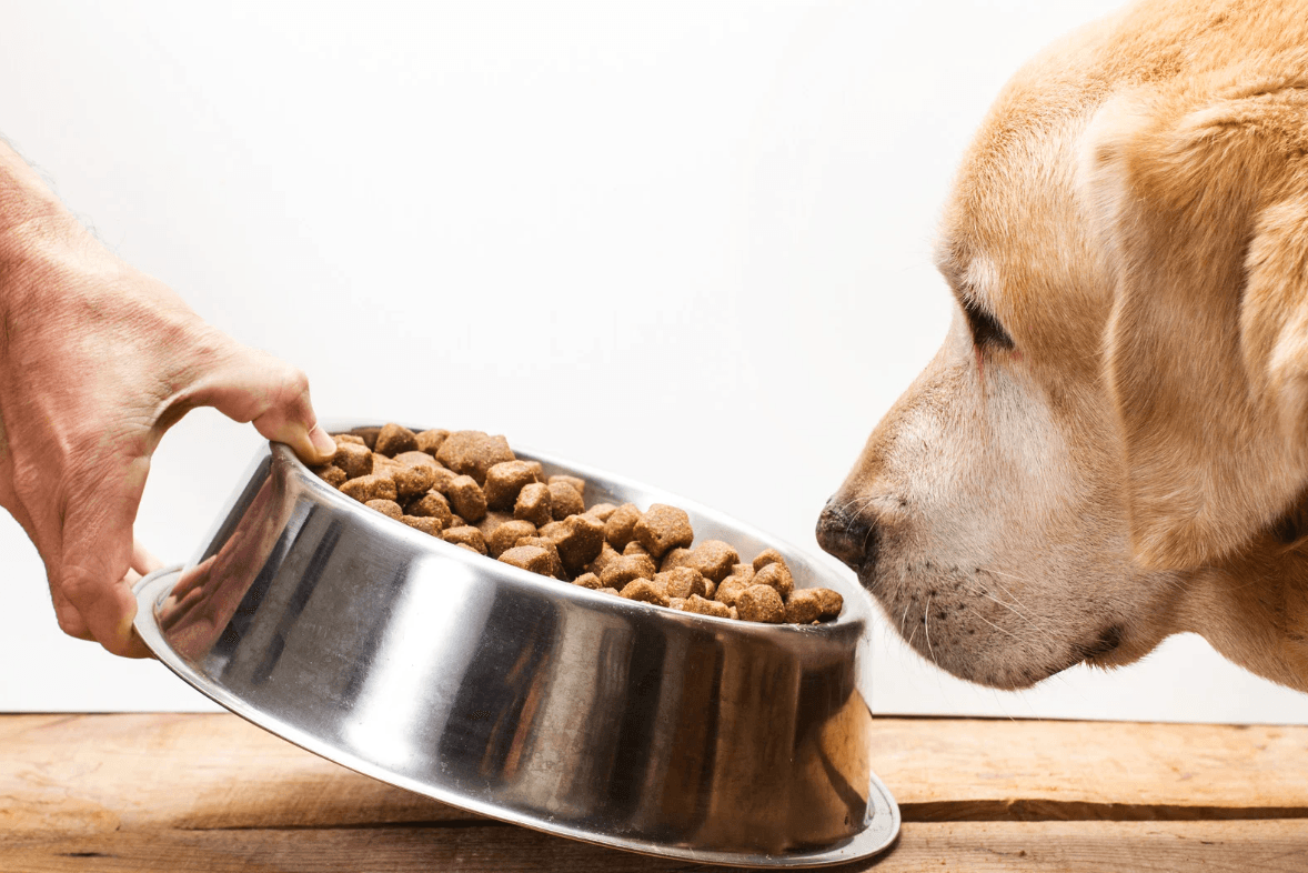 Dog eating healthy adult food