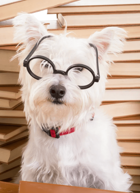 Smart puppy tilting head with curiosity