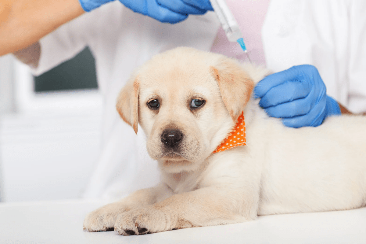 Puppy vaccination preparation