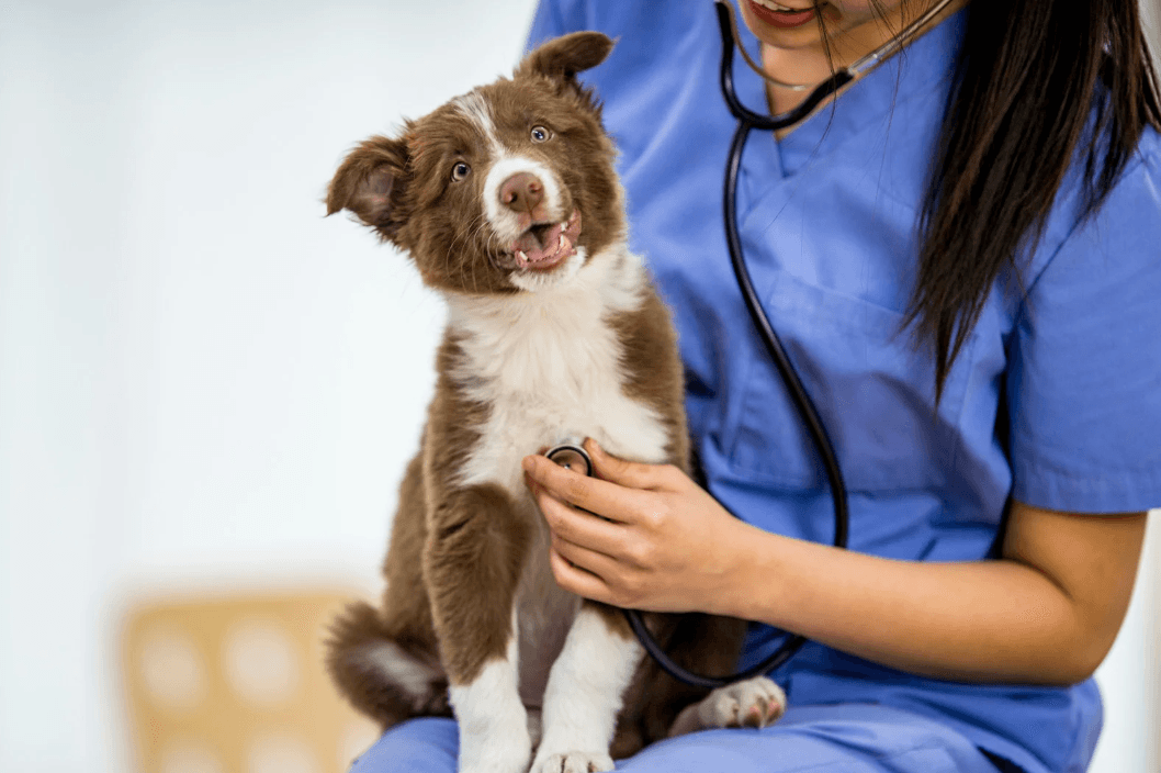 Veterinarian examining a young dog