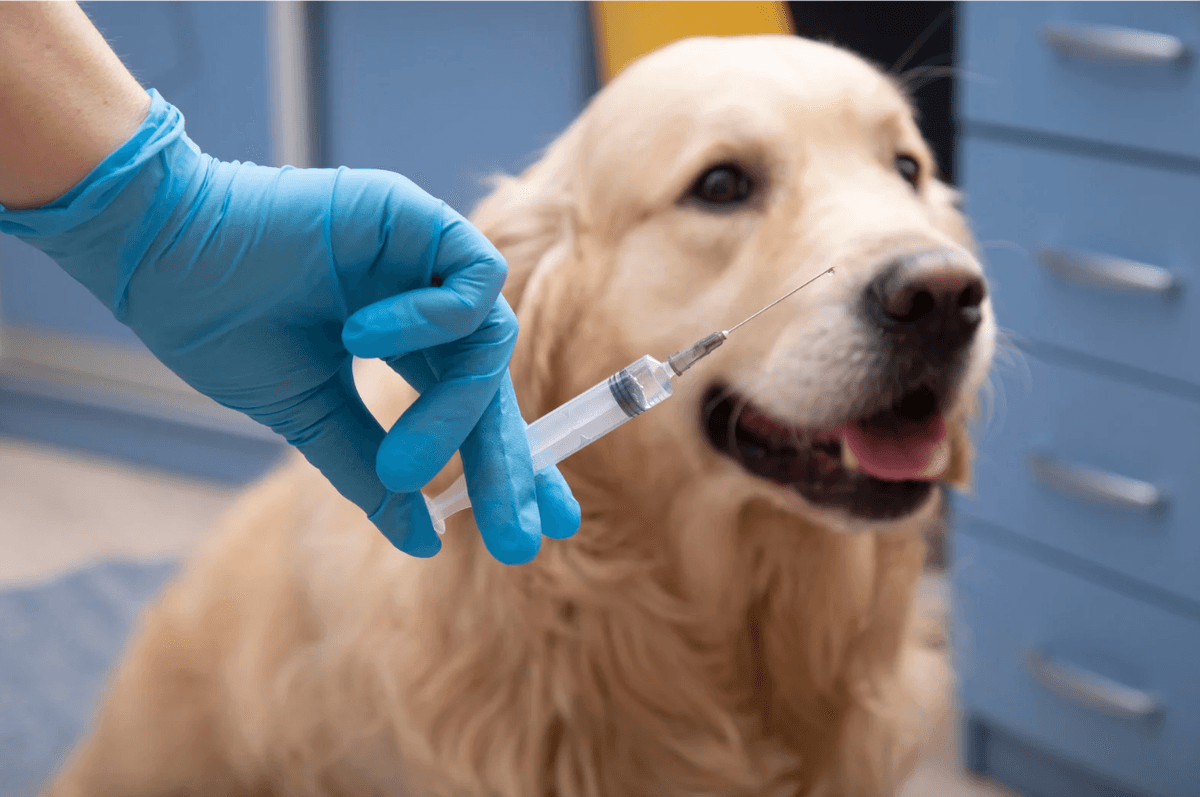 PetGo mascot Smartie