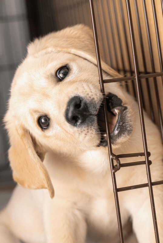 Puppy teething illustration