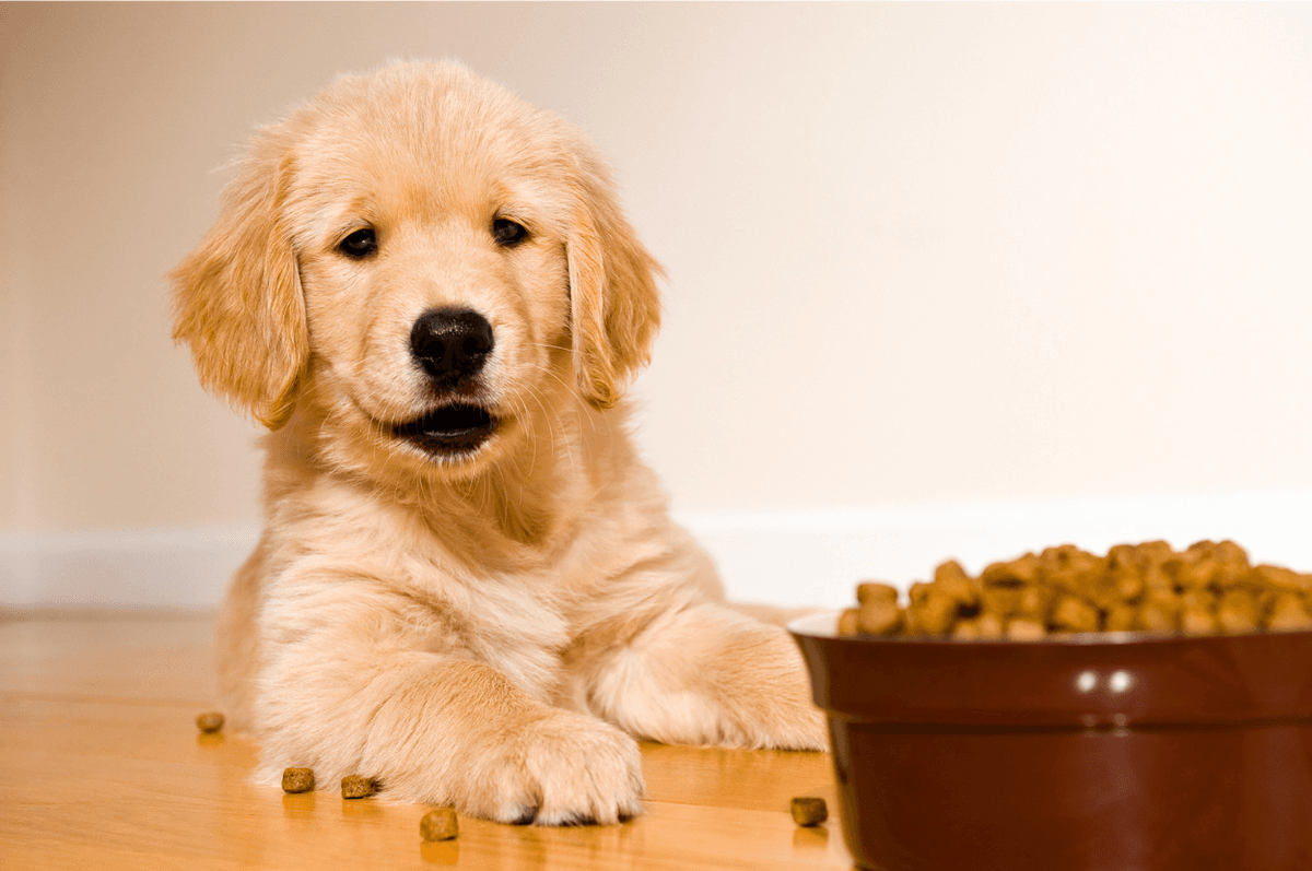 PetGo mascot Smartie